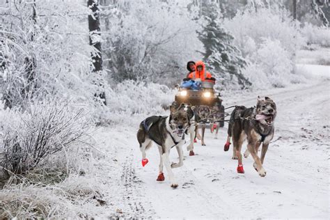 How far did the dog sled owners have to go to get to Nome?