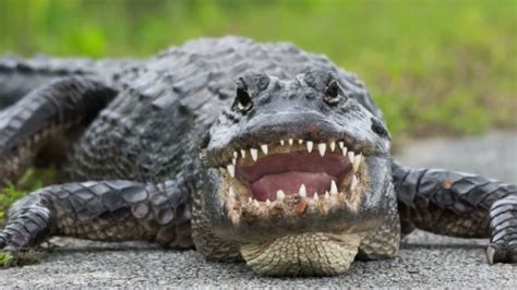 How fast are crocodies. Things To Know About How fast are crocodies. 