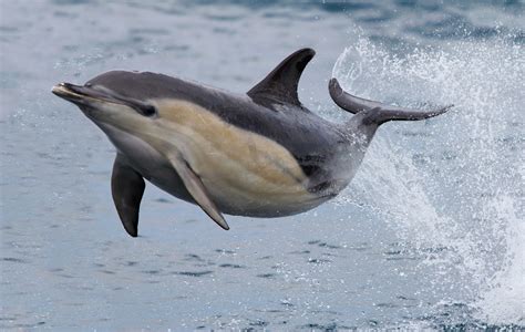 How fast can a dolphin swim. Let’s take a look at it in more detail. Dolphins cannot stay underwater for more than 12 to 15 minutes. Due to the fact that dolphins are mammals. Since mammals are warm blooded, they are required to maintain a constant body temperature. This means they can’t stay underwater as long as fish – they need to breathe. 