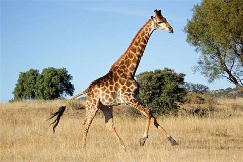How fast can a giraffe run. how fast can a giraffe run? Natural Language; Math Input; Extended Keyboard Examples Upload Random. Compute answers using Wolfram's breakthrough technology ... 