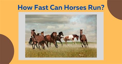 How fast can a horse run? - Quora