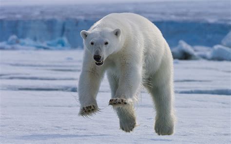 How fast can a polar bear run. Polar bears are among the fastest bears, with speeds of up to 25 miles per hour (40 km/h) on land and 6 miles per hour (10 km/h) in the water. They are formidable predators that can run short distances and swim long distances, but they are not built for endurance running like humans. Learn more about their speed, agility, and comparison with other bears and Usain Bolt. 