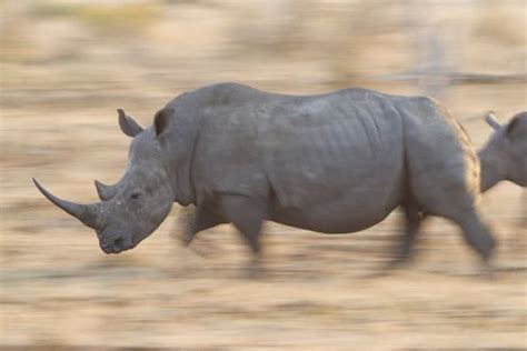 How fast can a rhino run. The WWF is run at a local level by the following offices... ... The black rhino is smaller than the white rhino, although adults can still reach 1.5 metres in ... 