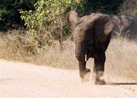 How fast can an elephant run. 
