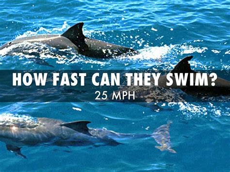 How fast can dolphins swim. 