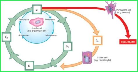 How fast do cells divide? - Quora