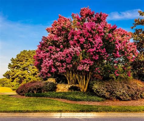 How fast do crape myrtles grow - HowtoSearch.com