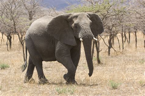 How fast do elephants run. 