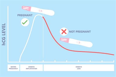 How fast do hcg levels drop after miscarriage at 7 weeks.  Studies show the leve...