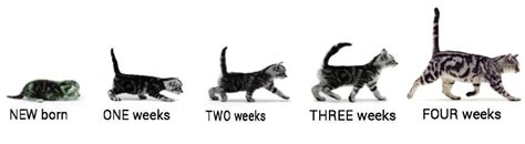 How fast do kittens grow. 