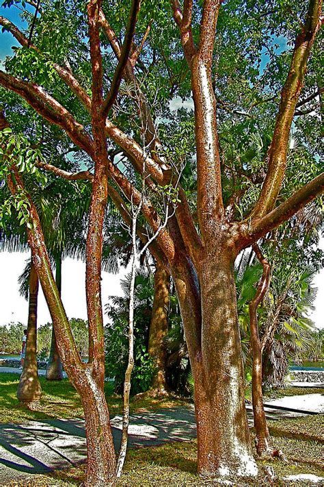 How fast does a gumbo-limbo tree grow? - PictureThis