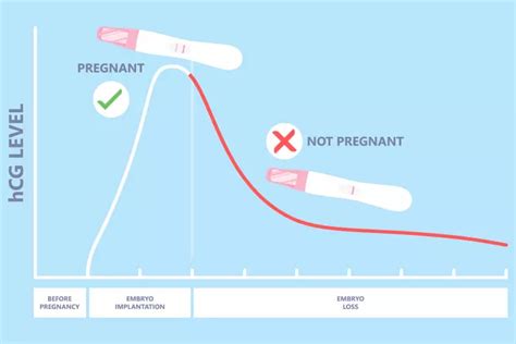 How fast does hcg drop after miscarriage at 5 weeks. .  <a href=https://...