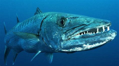 How fast is a barracuda fish