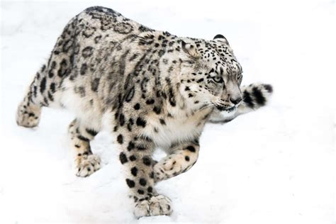 How fast is a snow leopard