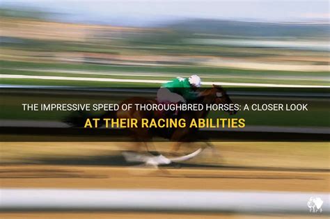 How fast is a thoroughbred