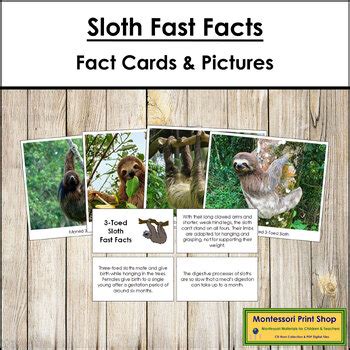 How fast is a three toed sloth