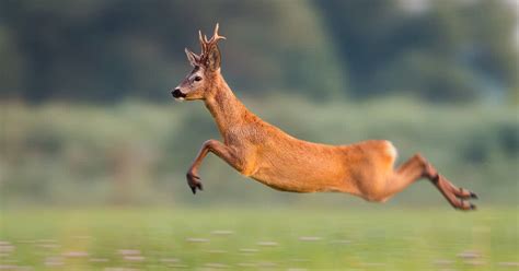 How fast is a whitetail deer
