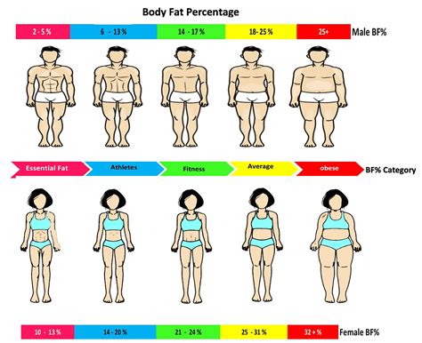 How fat percentage is calculated