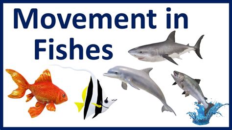 How fish move in water