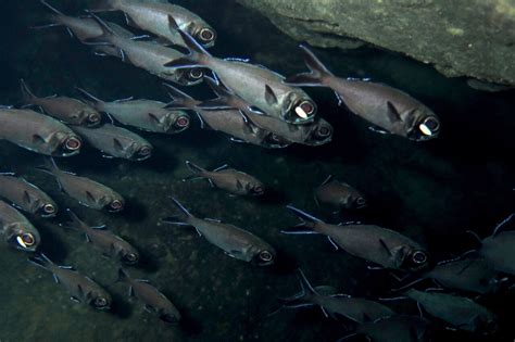 How flashlight fish communicate with light signals in the school