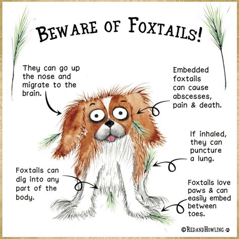 How foxtails in San Diego can sly their way into your dog's skin