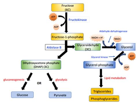 How fructose is metabolized