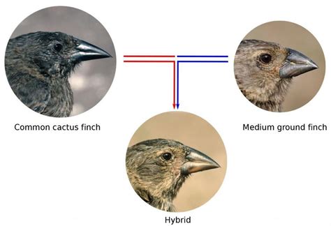 How gene flow between species influences the evolution of Darwin