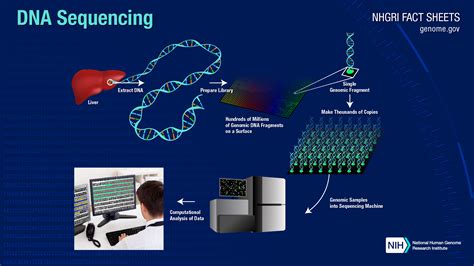 How genome sequencing is done
