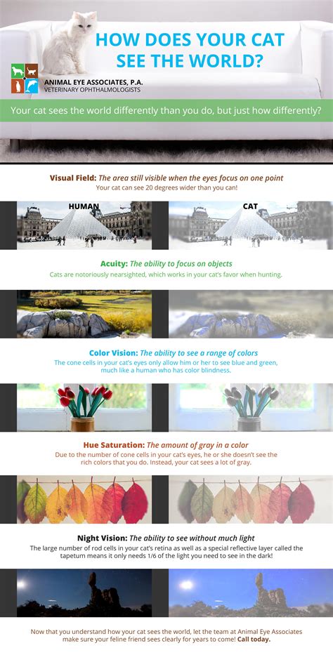 How good is a cats vision