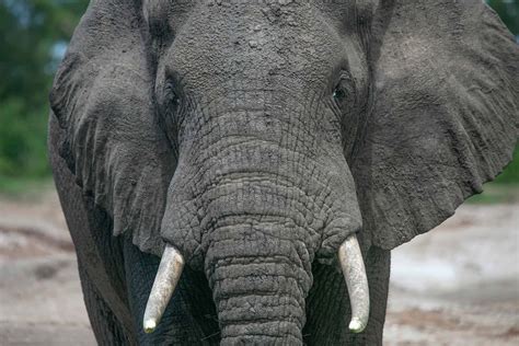 How good is an elephants memory