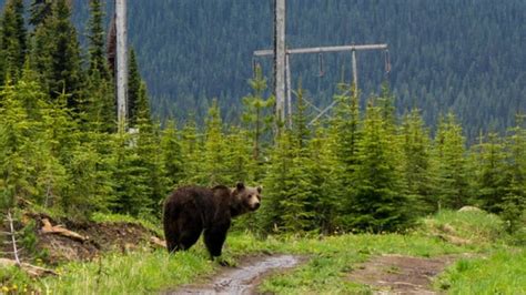 How grizzly bears have learned to live with humans CBC News