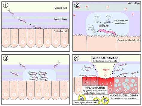 How h pylori is spread