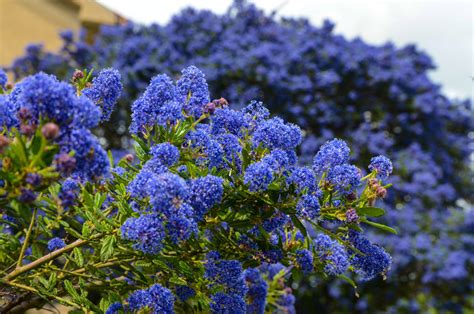 How hard can you prune ceanothus? - TimesMojo