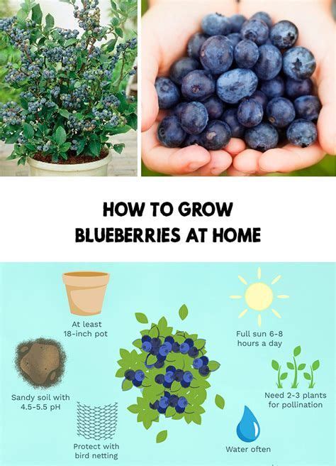 How hard is it to grow blueberries