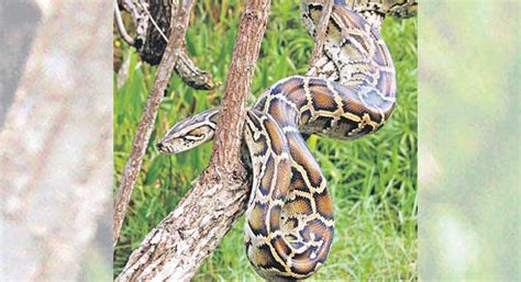 How harmful are Invasive Species - Telangana Today