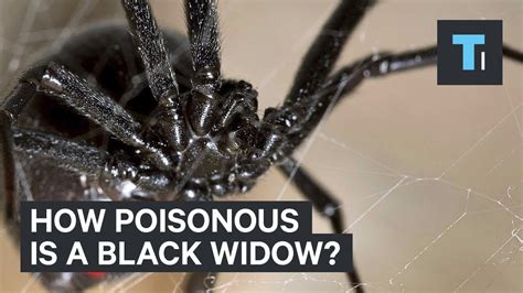 How heavy is a black widow spider? - Answers