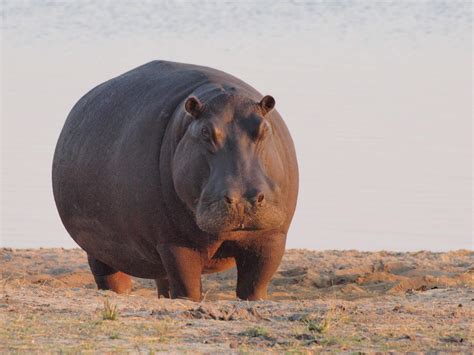 How heavy is a hippo kg? – Heimduo