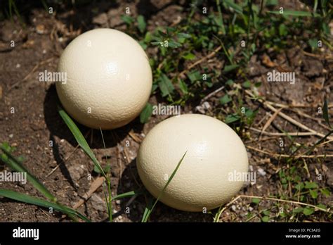 How heavy is an ostrich egg