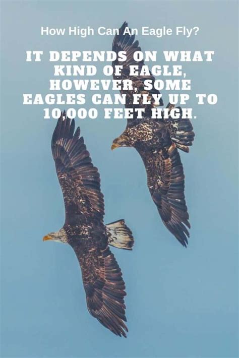 How high can an eagle fly. May 17, 2022 · Most eagles can fly at a speed of more or less than 30 mph. However, the Golden eagles will fly at 150 to 200 mph. These eagles aren’t golden entirely. They’re brown, but the wing feathers are golden. So, that’s how they’re known as the golden eagle. However, their speed and agility make them fearless bird that preys easily on the air ... 