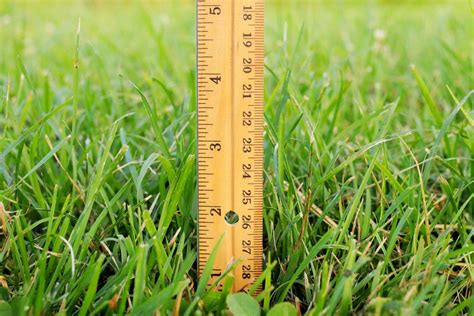 How high to cut grass in spring