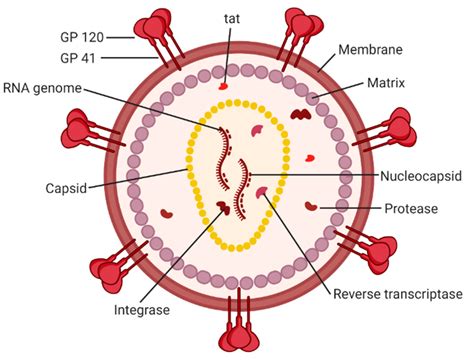How hiv formed in human body