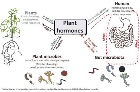 How humans and their gut microbes may respond EurekAlert!