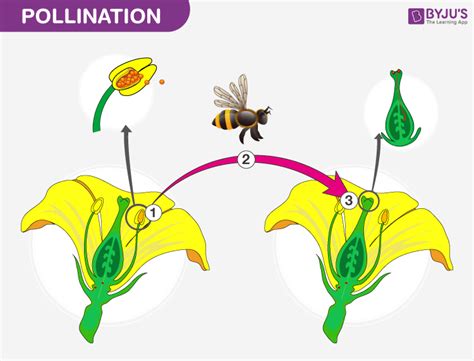How insects help in pollination