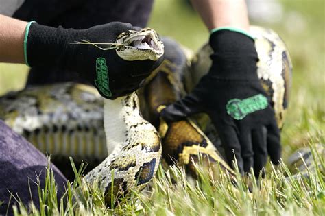 How invasive Burmese pythons harm the environment, …