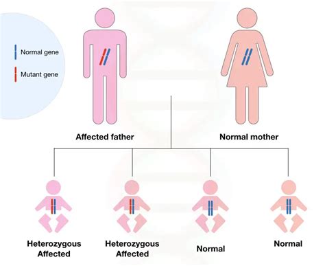 How is Huntington’s Disease Inherited? - Genetic Education