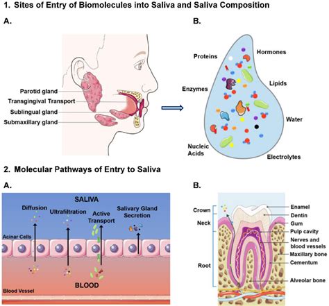 How is Spit Made: The Science Behind Saliva Production