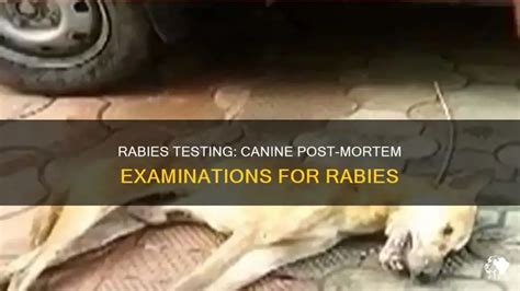 How is a dog tested for rabies