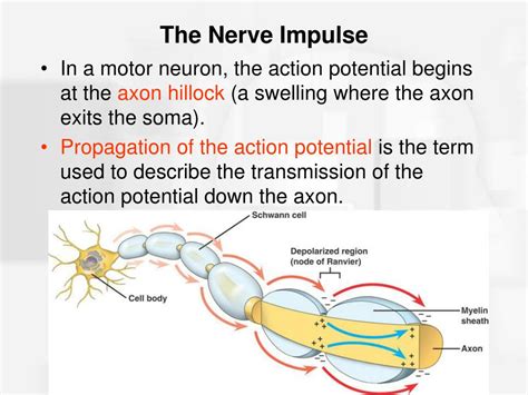 How is a nerve impulse conducted