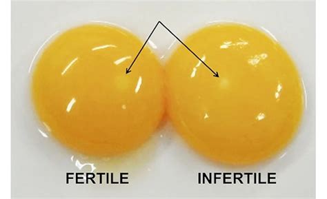 How is an egg fertilized chicken