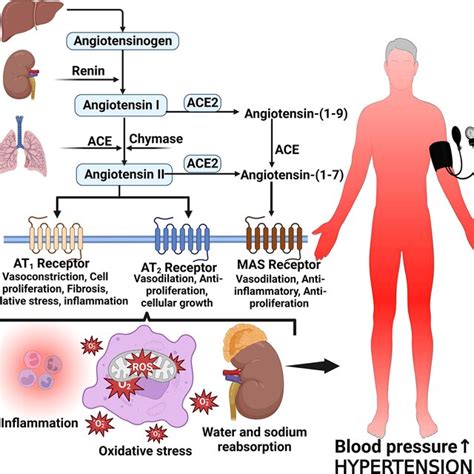 How is angiotensin ii produced